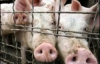 США вимагає від Росії їсти їхню свинину