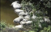 В Бразилии в реке плавают мертвые коровы: прорвало плотину (ФОТО)