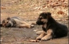 Черновецький зменшить кількість безпритульних собак