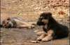 Черновецкий уменьшит количество бездомных собак 