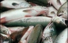 В водоемах Украины снова погибла рыба
