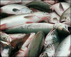 В водоемах Украины снова погибла рыба