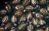 В поезде Ташкент-Харьков нашли 250 контрабандных черепашек
