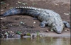 Одеські МНСники зловили двометрового крокодила (ФОТО)