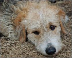 Кияни зібрали для безпритульних собак майже 4 тисячі гривень