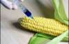 Ветеринарная милиция начнет контролировать ГМО в продуктах    