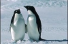 Ученые развенчали еще один миф о пингвинах