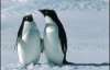 Учені розвінчали ще один міф про пінгвінів