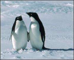 Учені розвінчали ще один міф про пінгвінів