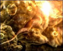 Учені створили сперматозоїди із стовбурових клітин