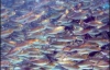 На Одещині загинуло 25 тонн риби