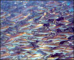 В Одесской области погибло 25 тонн рыбы