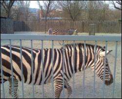 Зоопарк просит киевлян приносить животным разное ненужные вещи