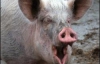 У Литві розповсюджується вкрай небезпечна свиняча чума