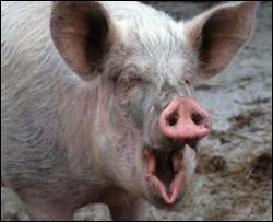 У Литві розповсюджується вкрай небезпечна свиняча чума