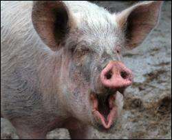 В Литве распространяется крайне опасная свиная чума