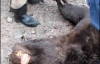 53-річна жінка побила 200-кілограмового ведмедя (ФОТО)
