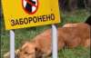 В Киеве снова массово потравили бездомных собак