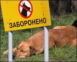 В Киеве снова массово потравили бездомных собак