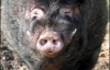 Свинья столичного зоопарка набросилась на 4-летнюю девочку 
