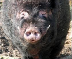 Свиня столичного зоопарку накинулася на 4-річну дівчинку 