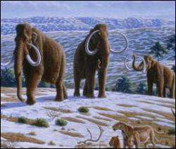 Метеорит уничтожил карликовых мамонтов и 54 вида животных - ученые