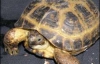 Летающая беременная черепаха разбила девочке голову (ФОТО)