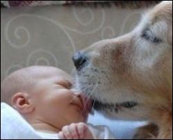 Маленькие деть понимают собак