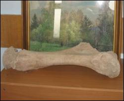 Нашли кость древнего рыбака возрастом 40000 лет