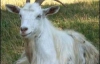 Козел дает три стакана молока в сутки