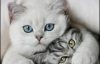 Нове дослідження британців: кішки виявилися праволапими, коти - шульгами