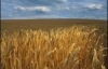 В Египте забраковали партию украинской пшеницы