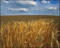 В Египте забраковали партию украинской пшеницы