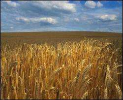 У Єгипті забракували партію української пшениці