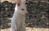 Кенгуренок-альбинос два месяца не вылазил из сумки (ФОТО)