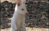 Кенгуренок-альбинос два месяца не вылазил из сумки (ФОТО)