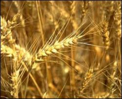В Украине растут цены на зерно   