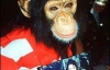 Шимпанзе Джексона поділиться своїми спогадами