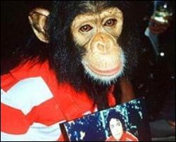 Шимпанзе Джексона поделится своими воспоминаниями