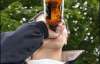 В Україні зростає кількість пивних алкоголіків