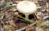 На Житомирщині 7 осіб отруїлися грибами