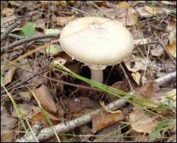 В Житомирской области 7 человек отравились грибами