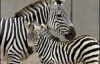 В киевском зоопарке родилась зебра