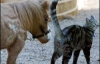 У США живе кінь-карлик розміром з кота (ФОТО)