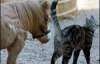 В США живет конь-карлик размером с кота (ФОТО)