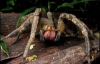 Отруйні павуки продовжують тероризувати Херсонщину