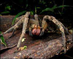 Отруйні павуки продовжують тероризувати Херсонщину