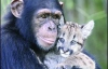 Шимпанзе Аньяна усыновила пуму