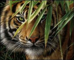 Лев скоро перестане бути царем звірів - учені