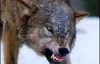ЧС на Чернобыльской АЭС: бешеный волк искусал шестерых работников